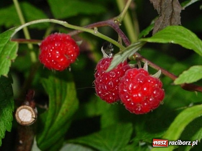 Zdjęcie w galerii na portalu naszraciborz.pl: Spokojne letnie dni w lesie pełne życia wiadomości z regionu