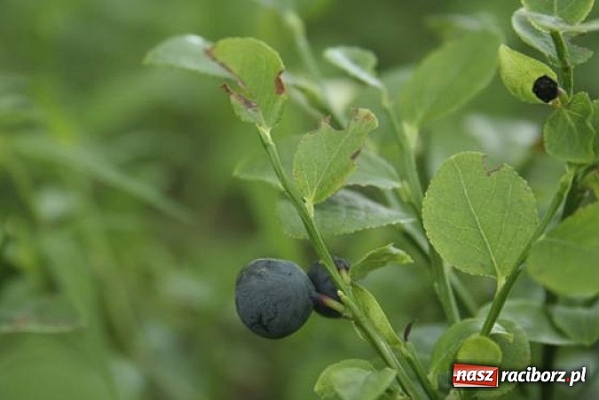 Zdjęcie w galerii na portalu naszraciborz.pl: Spokojne letnie dni w lesie pełne życia wiadomości z regionu