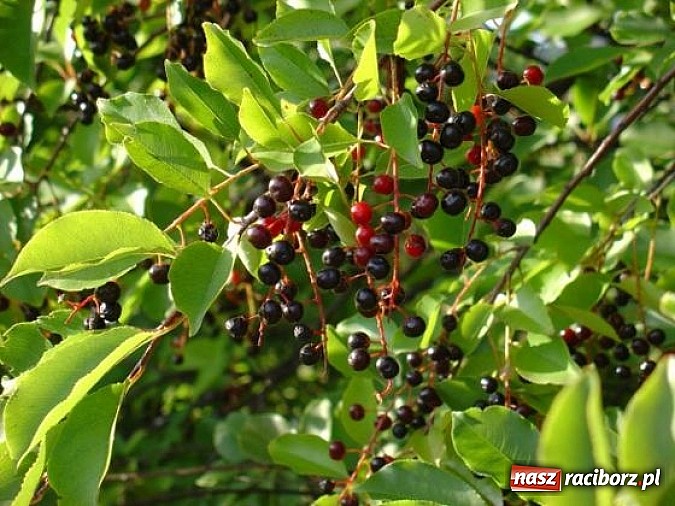 Zdjęcie w galerii na portalu naszraciborz.pl: Spokojne letnie dni w lesie pełne życia wiadomości z regionu