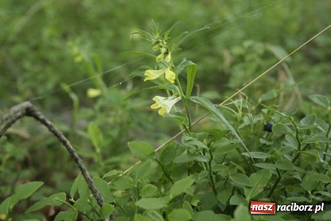 Zdjęcie w galerii na portalu naszraciborz.pl: Spokojne letnie dni w lesie pełne życia wiadomości z regionu