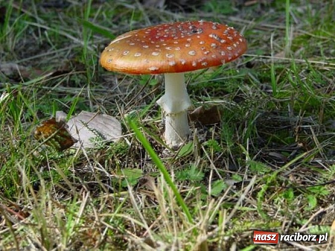 Zdjęcie w galerii na portalu naszraciborz.pl: Spokojne letnie dni w lesie pełne życia wiadomości z regionu