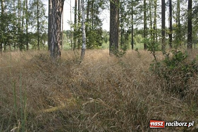 Zdjęcie w galerii na portalu naszraciborz.pl: Spokojne letnie dni w lesie pełne życia wiadomości z regionu
