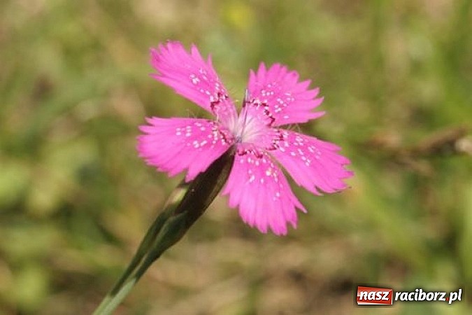 Zdjęcie w galerii na portalu naszraciborz.pl: Spokojne letnie dni w lesie pełne życia wiadomości z regionu