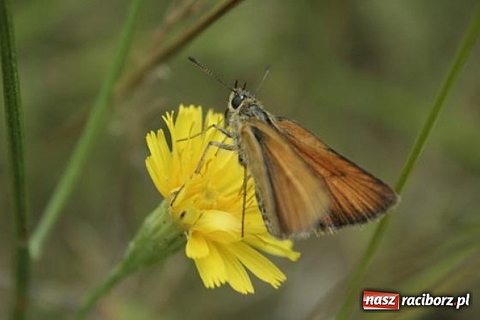 Zdjęcie w galerii na portalu naszraciborz.pl: Spokojne letnie dni w lesie pełne życia wiadomości z regionu