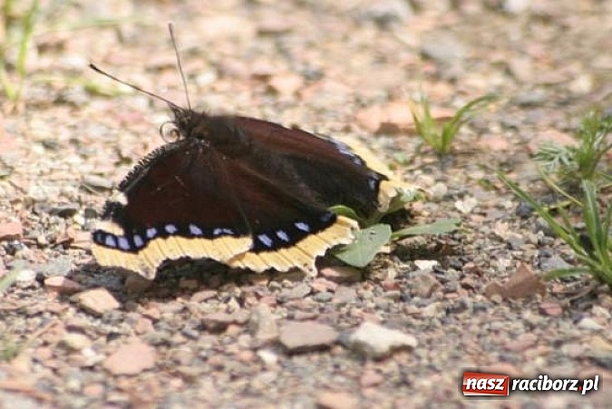 Zdjęcie w galerii na portalu naszraciborz.pl: Spokojne letnie dni w lesie pełne życia wiadomości z regionu