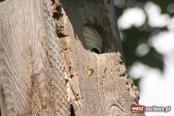 Zdjęcie w galerii na portalu naszraciborz.pl: Spokojne letnie dni w lesie pełne życia wiadomości z regionu