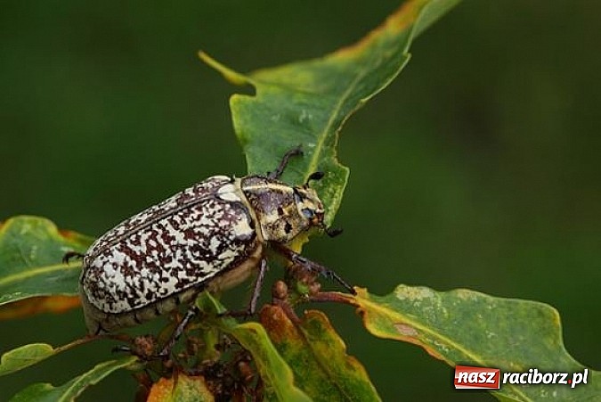 Zdjęcie w galerii na portalu naszraciborz.pl: Spokojne letnie dni w lesie pełne życia wiadomości z regionu
