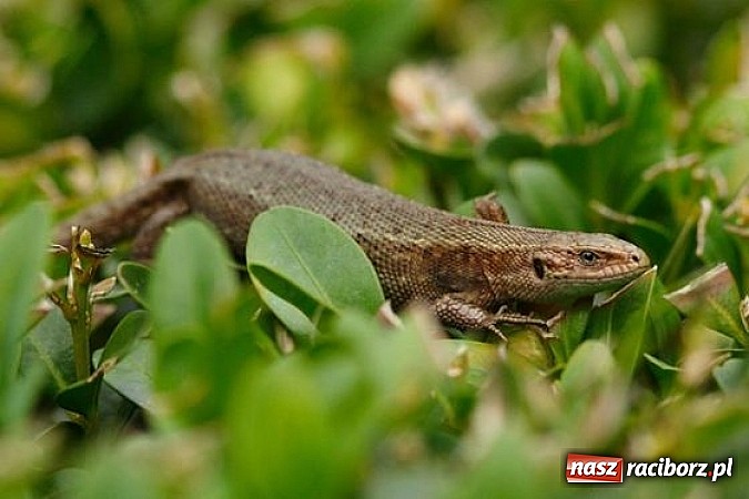 Zdjęcie w galerii na portalu naszraciborz.pl: Spokojne letnie dni w lesie pełne życia wiadomości z regionu