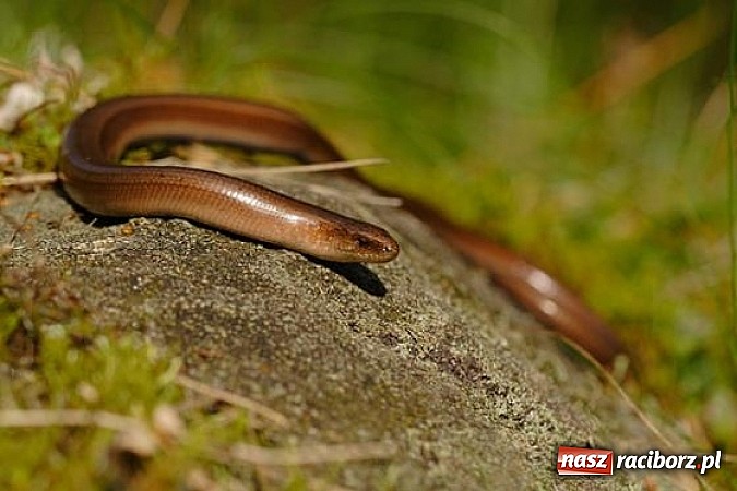 Zdjęcie w galerii na portalu naszraciborz.pl: Spokojne letnie dni w lesie pełne życia wiadomości z regionu
