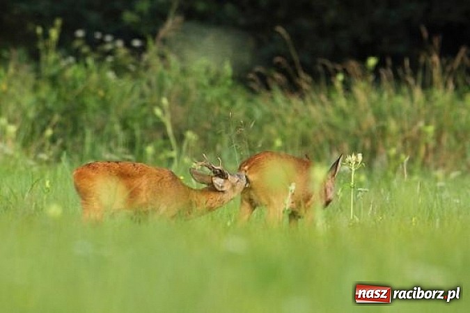 Zdjęcie w galerii na portalu naszraciborz.pl: Spokojne letnie dni w lesie pełne życia wiadomości z regionu