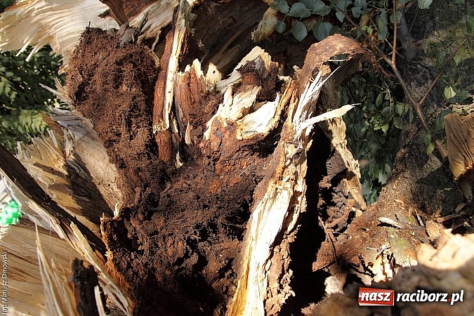 Zdjęcie w galerii na portalu naszraciborz.pl: Skutki wczorajszej nawałnicy w Modzurowie - mieszkańcy nadal nie mają prądu  wiadomości z regionu