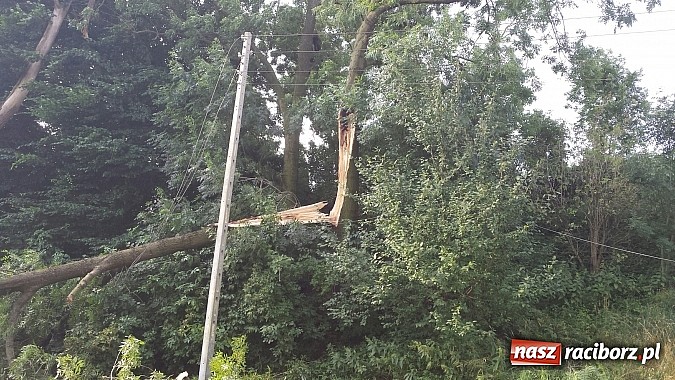 Zdjęcie w galerii na portalu naszraciborz.pl: Grzegorzowice - krajobraz po nawałnicy wiadomości z regionu