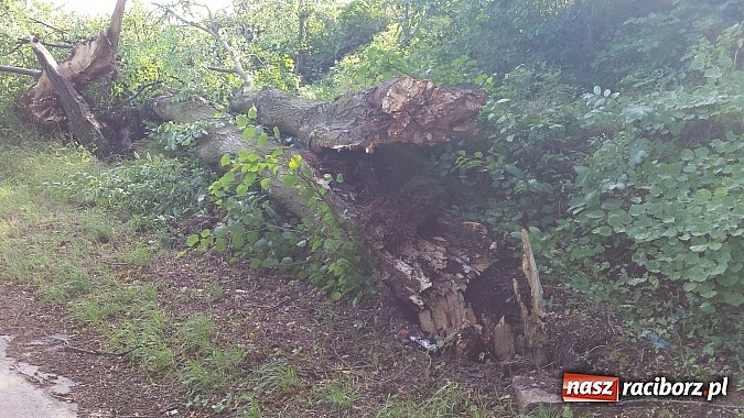 Zdjęcie w galerii na portalu naszraciborz.pl: Grzegorzowice - krajobraz po nawałnicy wiadomości z regionu