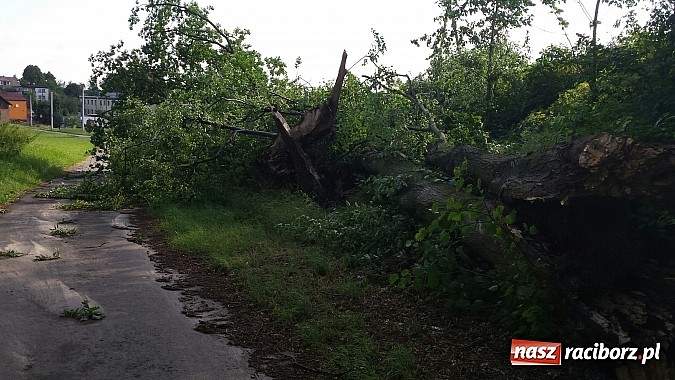 Zdjęcie w galerii na portalu naszraciborz.pl: Grzegorzowice - krajobraz po nawałnicy wiadomości z regionu