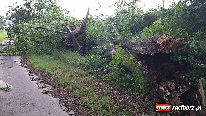 Zdjęcie w galerii na portalu naszraciborz.pl: Grzegorzowice - krajobraz po nawałnicy wiadomości z regionu