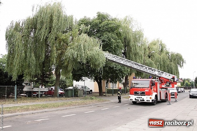 Zdjęcie w galerii na portalu naszraciborz.pl: Skutki niedawnej nawałnicy wciąż obecne - kolejny konar niebezpiecznie zwisający nad chodnikiem wiadomości z regionu