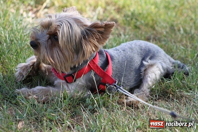 Zdjęcie w galerii na portalu naszraciborz.pl: Pełne emocji popołudnie i wiecz&oacute;r, czyli festyn LKS Wojnowice wiadomości z regionu