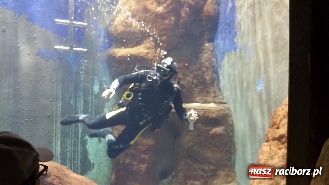 Zdjęcie w galerii na portalu naszraciborz.pl: Akcja Lato 2015 w Rudzie Kozielskiej  wiadomości z regionu