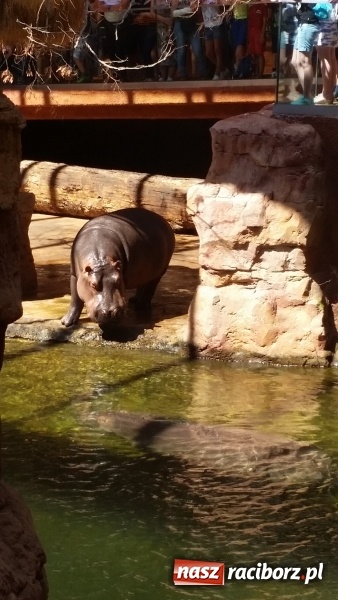 Zdjęcie w galerii na portalu naszraciborz.pl: Akcja Lato 2015 w Rudzie Kozielskiej  wiadomości z regionu