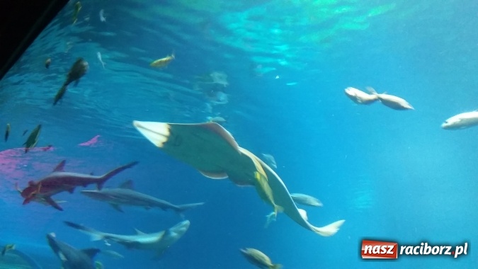 Zdjęcie w galerii na portalu naszraciborz.pl: Akcja Lato 2015 w Rudzie Kozielskiej  wiadomości z regionu