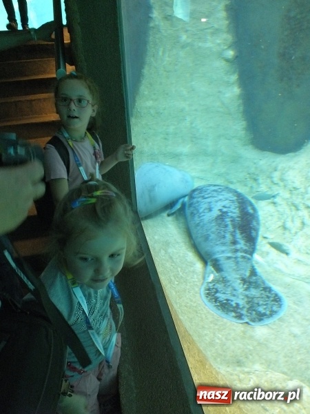 Zdjęcie w galerii na portalu naszraciborz.pl: Akcja Lato 2015 w Rudzie Kozielskiej  wiadomości z regionu