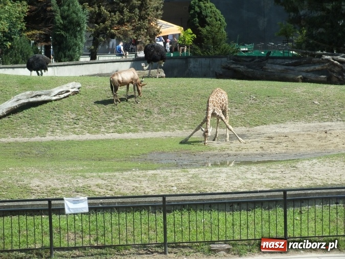 Zdjęcie w galerii na portalu naszraciborz.pl: Akcja Lato 2015 w Rudzie Kozielskiej  wiadomości z regionu