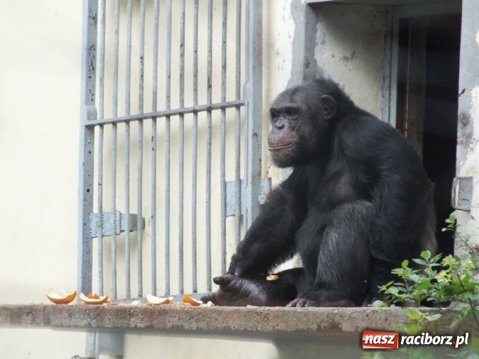 Zdjęcie w galerii na portalu naszraciborz.pl: Akcja Lato 2015 w Rudzie Kozielskiej  wiadomości z regionu