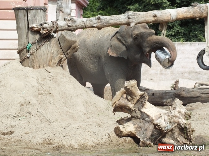 Zdjęcie w galerii na portalu naszraciborz.pl: Akcja Lato 2015 w Rudzie Kozielskiej  wiadomości z regionu