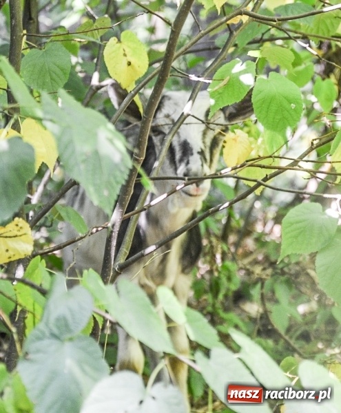 Zdjęcie w galerii na portalu naszraciborz.pl: Uwaga na drodze między Jankowicami a Rudami. Zagrożenie stwarza… koza! wiadomości z regionu