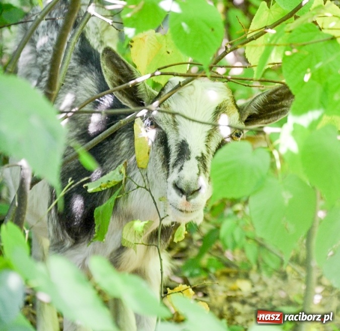Zdjęcie w galerii na portalu naszraciborz.pl: Uwaga na drodze między Jankowicami a Rudami. Zagrożenie stwarza… koza! wiadomości z regionu