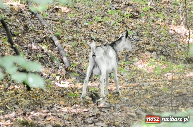 Zdjęcie w galerii na portalu naszraciborz.pl: Uwaga na drodze między Jankowicami a Rudami. Zagrożenie stwarza… koza! wiadomości z regionu
