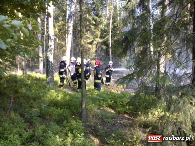 Zdjęcie w galerii na portalu naszraciborz.pl: Dwa zrzuty z dromadera, 15 tysięcy litrów wody, 10 zastępów straży - wczoraj palił się las w Nadleśnictwie Rudy Raciborskie wiadomości z regionu