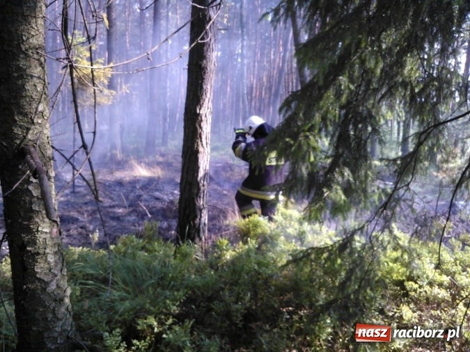 Zdjęcie w galerii na portalu naszraciborz.pl: Dwa zrzuty z dromadera, 15 tysięcy litrów wody, 10 zastępów straży - wczoraj palił się las w Nadleśnictwie Rudy Raciborskie wiadomości z regionu