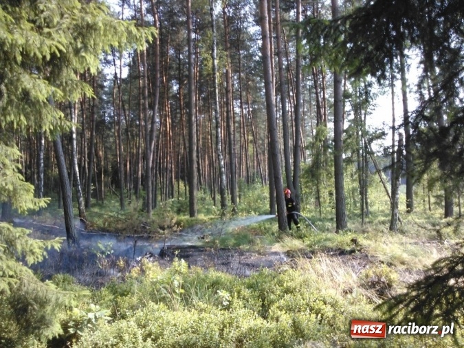 Zdjęcie w galerii na portalu naszraciborz.pl: Dwa zrzuty z dromadera, 15 tysięcy litrów wody, 10 zastępów straży - wczoraj palił się las w Nadleśnictwie Rudy Raciborskie wiadomości z regionu