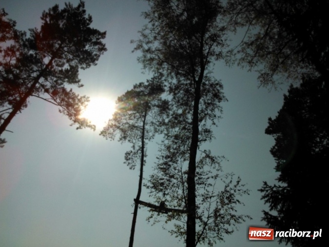 Zdjęcie w galerii na portalu naszraciborz.pl: Dwa zrzuty z dromadera, 15 tysięcy litrów wody, 10 zastępów straży - wczoraj palił się las w Nadleśnictwie Rudy Raciborskie wiadomości z regionu
