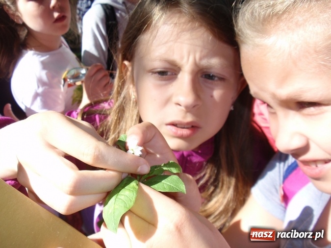 Zdjęcie w galerii na portalu naszraciborz.pl: Wakacyjne warsztaty ekologiczno-przyrodnicze wiadomości z regionu