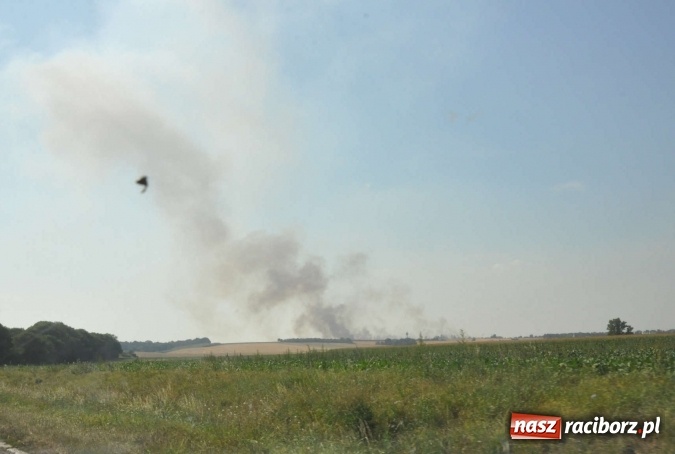 Zdjęcie w galerii na portalu naszraciborz.pl: Słup dymu widoczny aż z Brzezia. W Strzybniku paliło się kilka hektarów ścierniska wiadomości z regionu