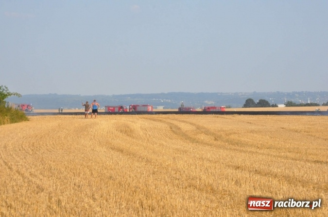 Zdjęcie w galerii na portalu naszraciborz.pl: Słup dymu widoczny aż z Brzezia. W Strzybniku paliło się kilka hektarów ścierniska wiadomości z regionu