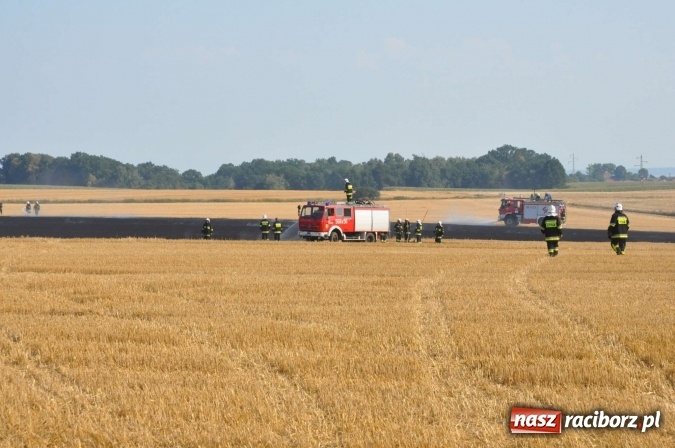 Zdjęcie w galerii na portalu naszraciborz.pl: Słup dymu widoczny aż z Brzezia. W Strzybniku paliło się kilka hektarów ścierniska wiadomości z regionu