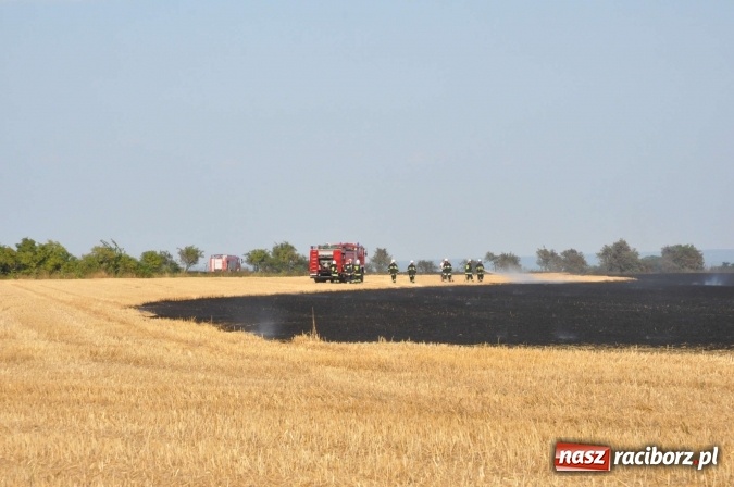 Zdjęcie w galerii na portalu naszraciborz.pl: Słup dymu widoczny aż z Brzezia. W Strzybniku paliło się kilka hektarów ścierniska wiadomości z regionu
