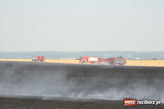 Zdjęcie w galerii na portalu naszraciborz.pl: Słup dymu widoczny aż z Brzezia. W Strzybniku paliło się kilka hektarów ścierniska wiadomości z regionu