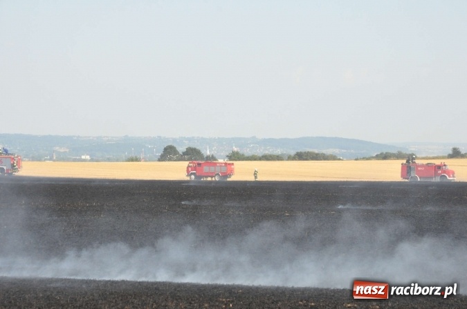 Zdjęcie w galerii na portalu naszraciborz.pl: Słup dymu widoczny aż z Brzezia. W Strzybniku paliło się kilka hektarów ścierniska wiadomości z regionu
