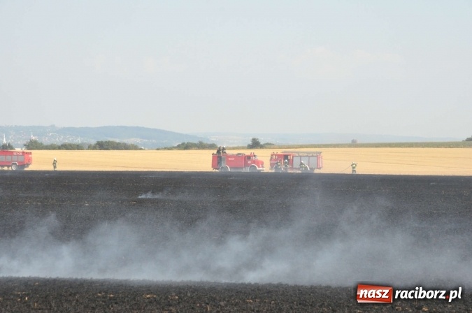 Zdjęcie w galerii na portalu naszraciborz.pl: Słup dymu widoczny aż z Brzezia. W Strzybniku paliło się kilka hektarów ścierniska wiadomości z regionu