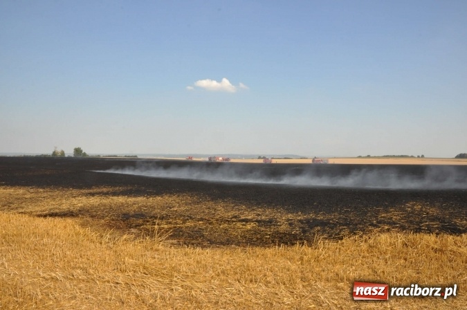 Zdjęcie w galerii na portalu naszraciborz.pl: Słup dymu widoczny aż z Brzezia. W Strzybniku paliło się kilka hektarów ścierniska wiadomości z regionu
