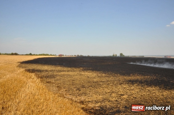 Zdjęcie w galerii na portalu naszraciborz.pl: Słup dymu widoczny aż z Brzezia. W Strzybniku paliło się kilka hektarów ścierniska wiadomości z regionu