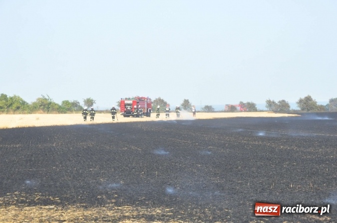 Zdjęcie w galerii na portalu naszraciborz.pl: Słup dymu widoczny aż z Brzezia. W Strzybniku paliło się kilka hektarów ścierniska wiadomości z regionu