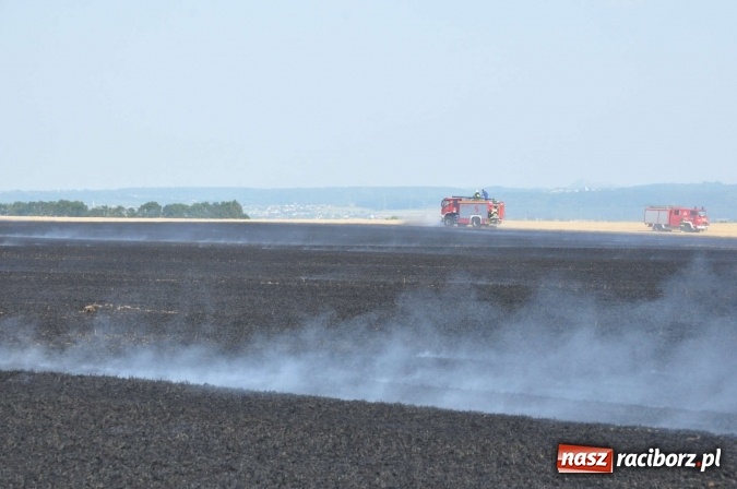 Zdjęcie w galerii na portalu naszraciborz.pl: Słup dymu widoczny aż z Brzezia. W Strzybniku paliło się kilka hektarów ścierniska wiadomości z regionu