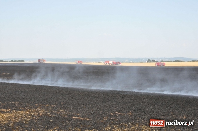 Zdjęcie w galerii na portalu naszraciborz.pl: Słup dymu widoczny aż z Brzezia. W Strzybniku paliło się kilka hektarów ścierniska wiadomości z regionu