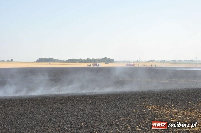 Zdjęcie w galerii na portalu naszraciborz.pl: Słup dymu widoczny aż z Brzezia. W Strzybniku paliło się kilka hektarów ścierniska wiadomości z regionu