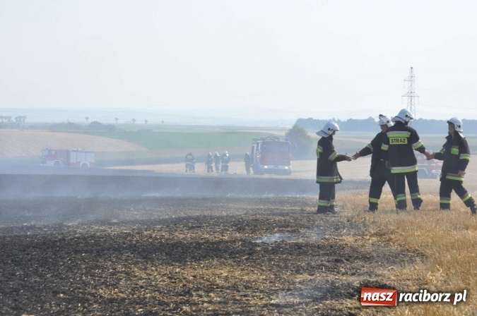 Zdjęcie w galerii na portalu naszraciborz.pl: Słup dymu widoczny aż z Brzezia. W Strzybniku paliło się kilka hektarów ścierniska wiadomości z regionu